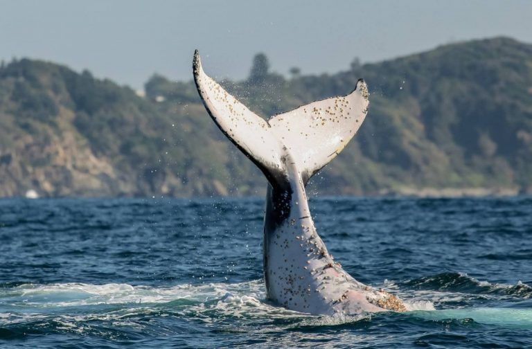 humpback whales