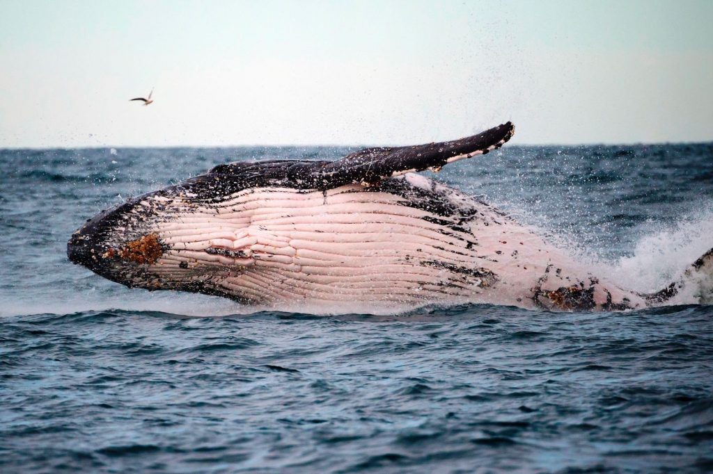 whale trust fund