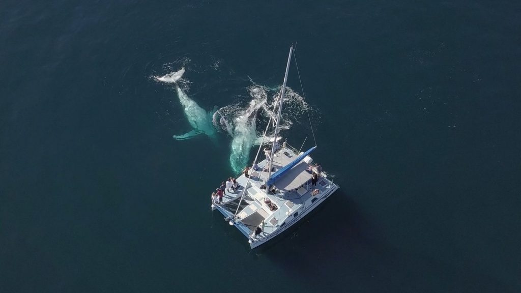 gowings whale trust