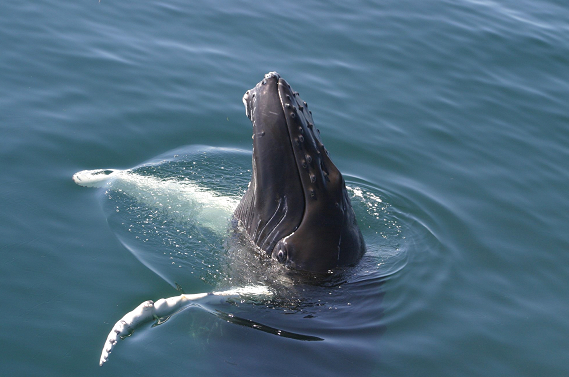 Photo Gallery of MAGNIFICENT Humpback Whales