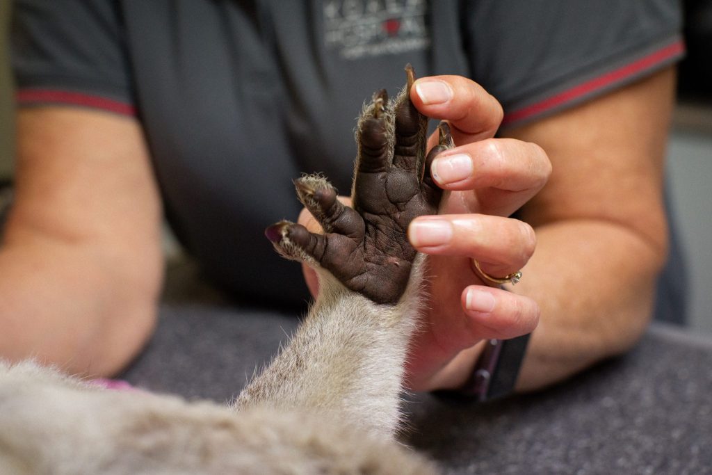 treating koalas