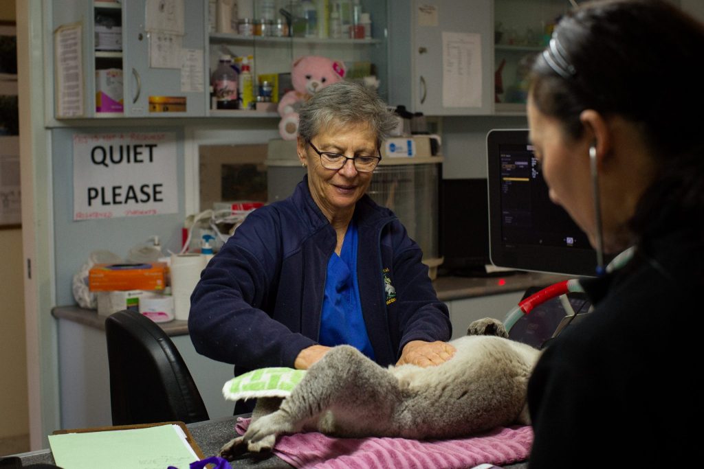 Big Plans For The Port Macquarie Koala Hospital After COVID Closure