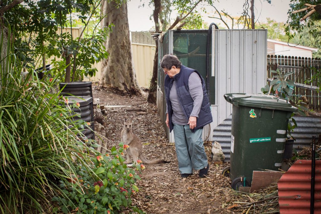 joan o'shea wildlife center