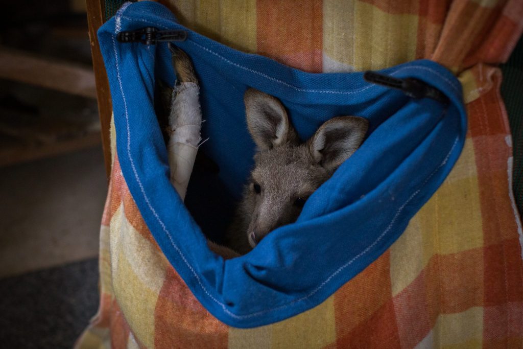 A Day In The Life…Of A North Coast Wildlife Carer