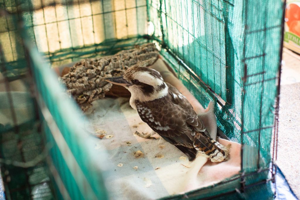 bird rehabilitation