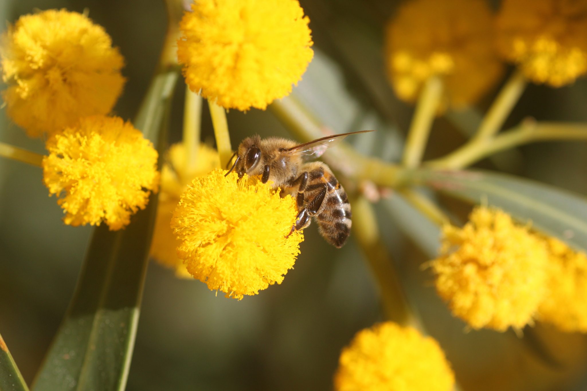 A Guide To Wattle Flowers And Why They Matter To The Bees Coastbeat