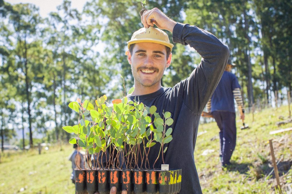 koala tree planting in clarence