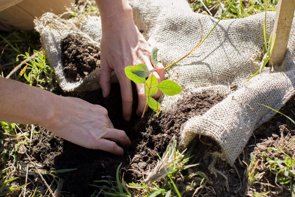 Caring For The Clarence – Planting A Positive Future For Koalas