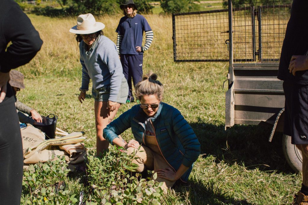 Caring For The Clarence – Planting A Positive Future For Koalas