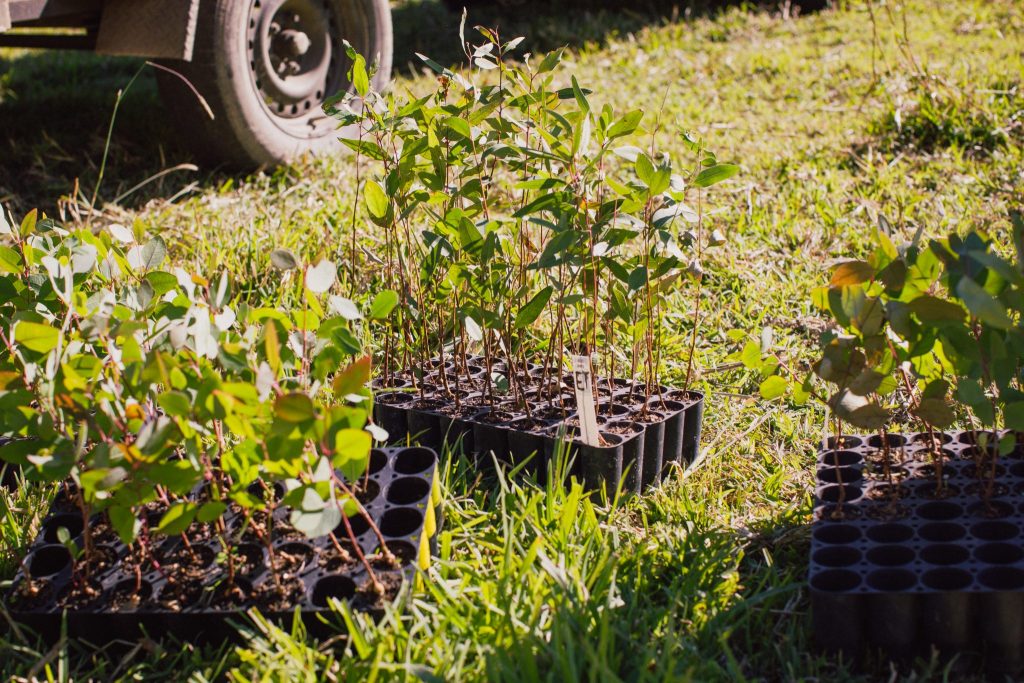 Caring For The Clarence – Planting A Positive Future For Koalas