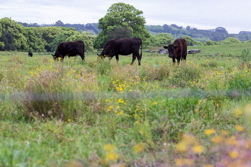 Wagyu Angus cows at Frida's Field by Elize Strydom