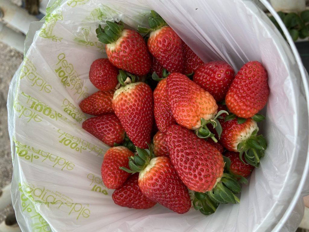 Ricardoes Tomatoes and Strawberries by Belinda Gaul 2