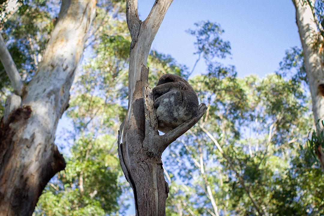 Coffs By Nature – Koalas of the Coffs Coast