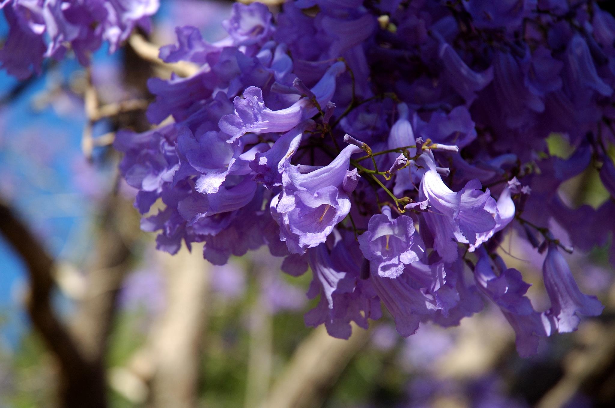 Jacaranda Season – Grafton