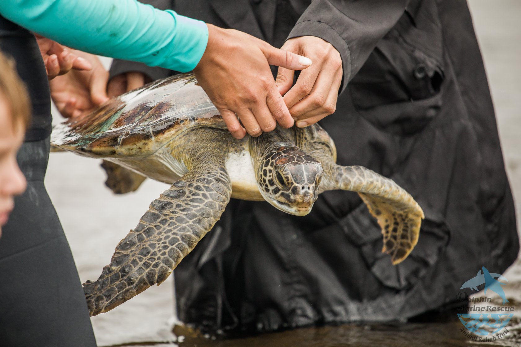 A Prosthetic Flipper to Give Injured Sea Turtles a Second Chance