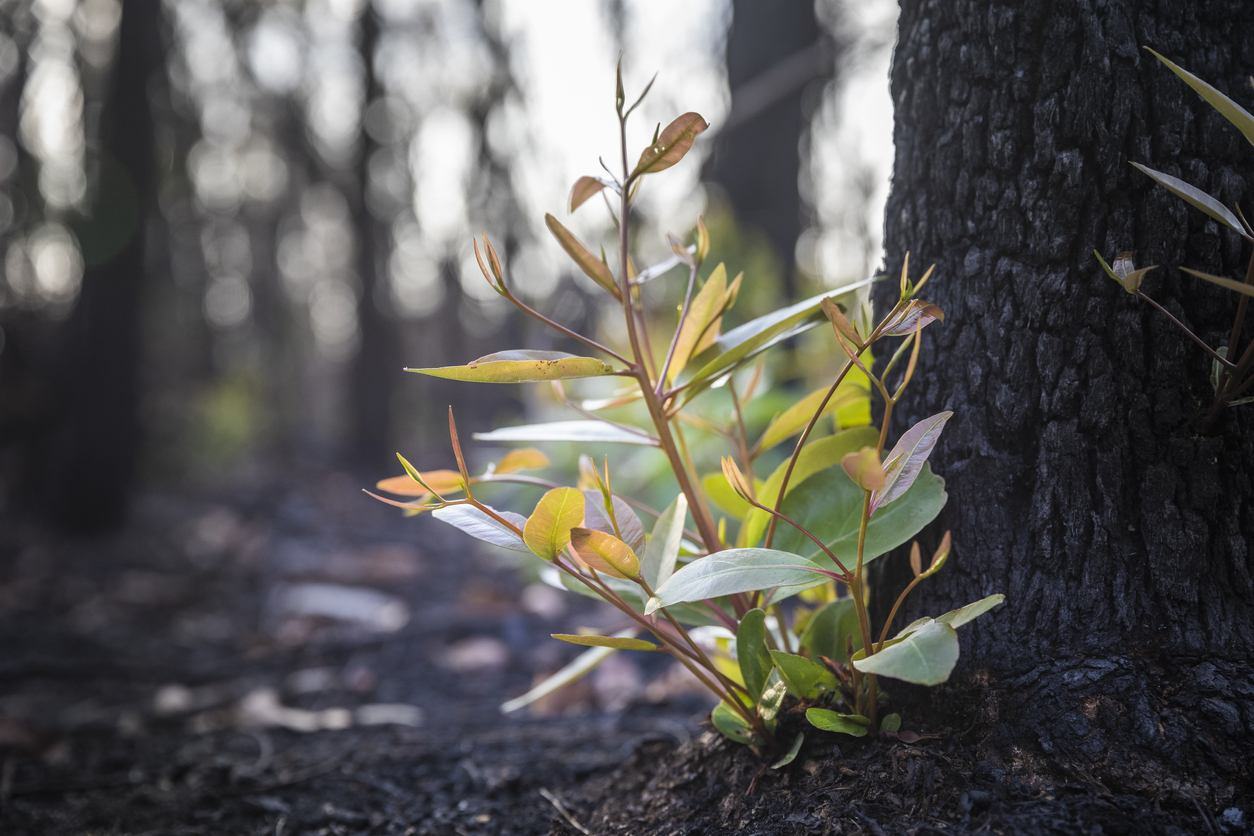 Nymboida Bushfire Anniversary