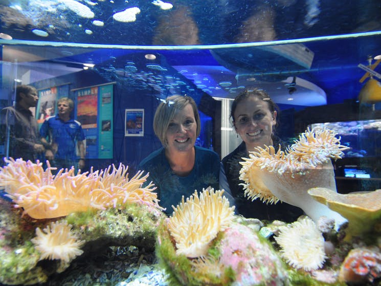 Solitary Islands Aquarium – Coffs Harbour