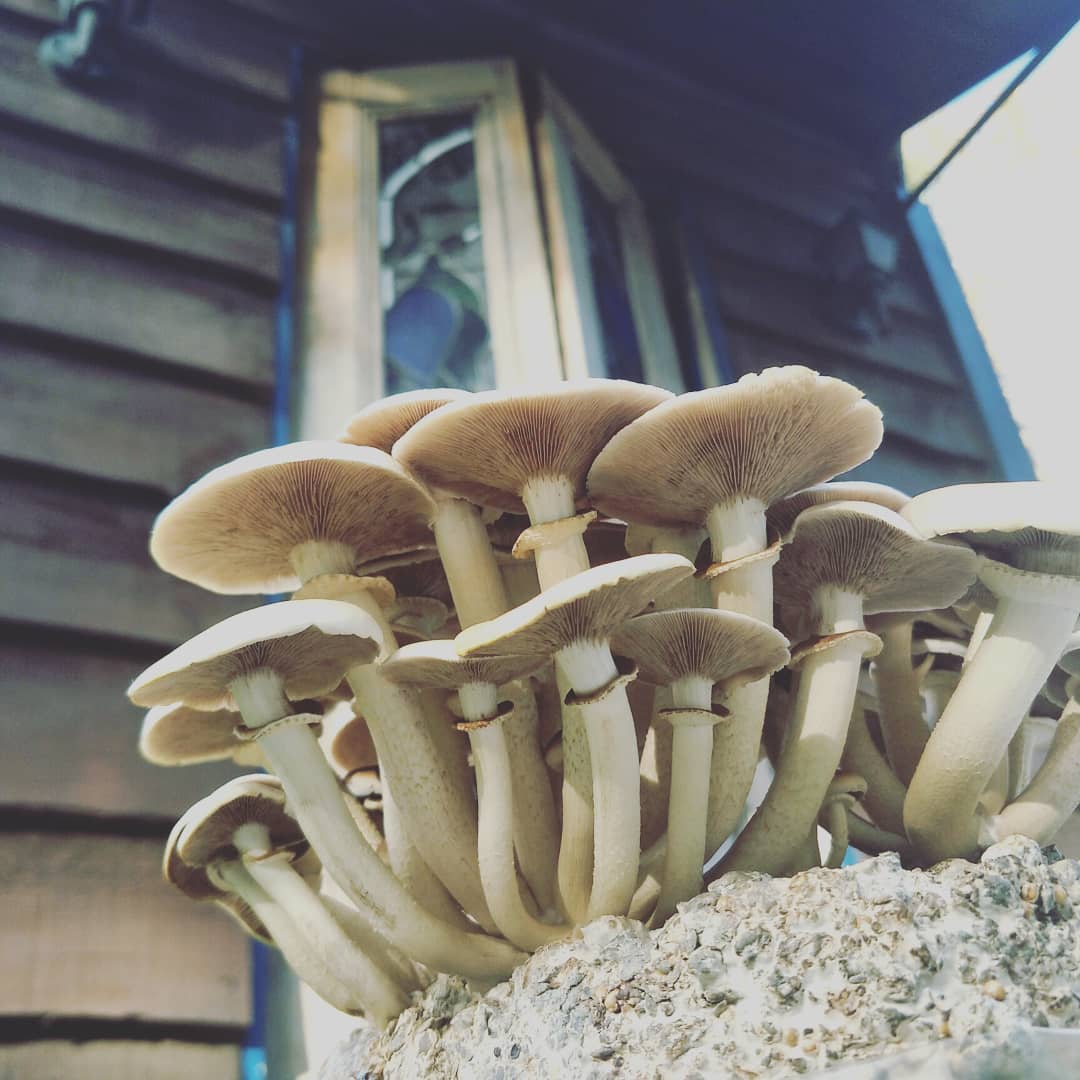 Ultimate Fungal Wizardry