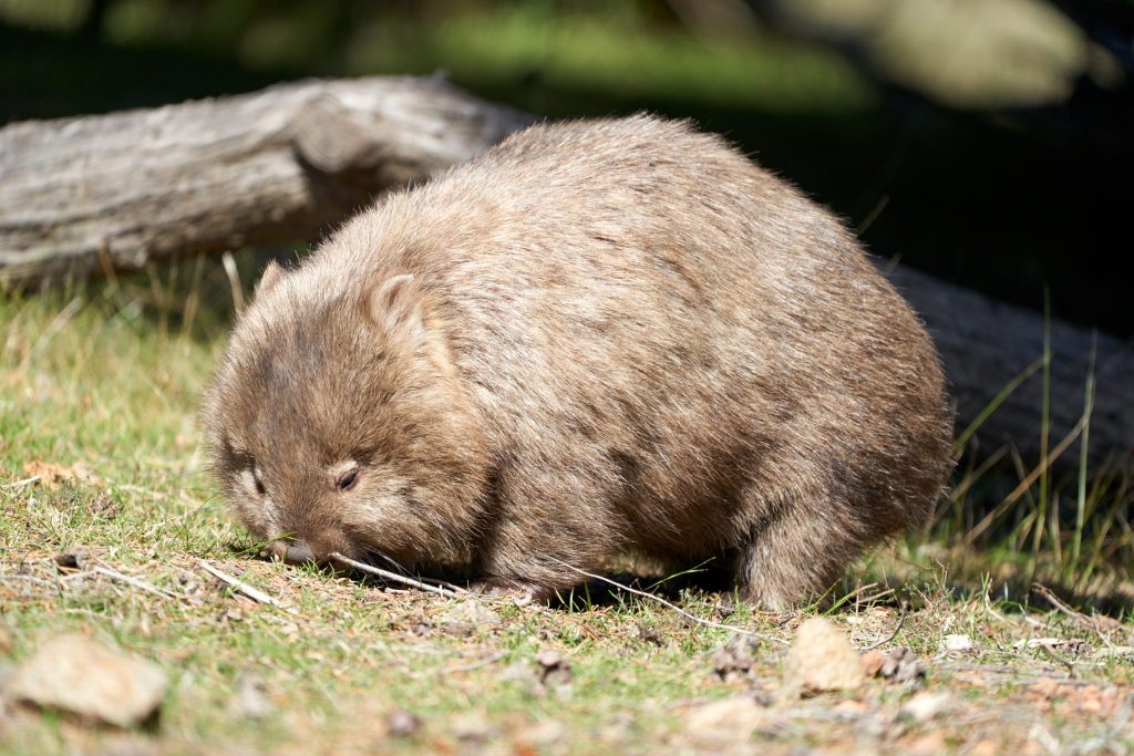 A close up of a wombat 