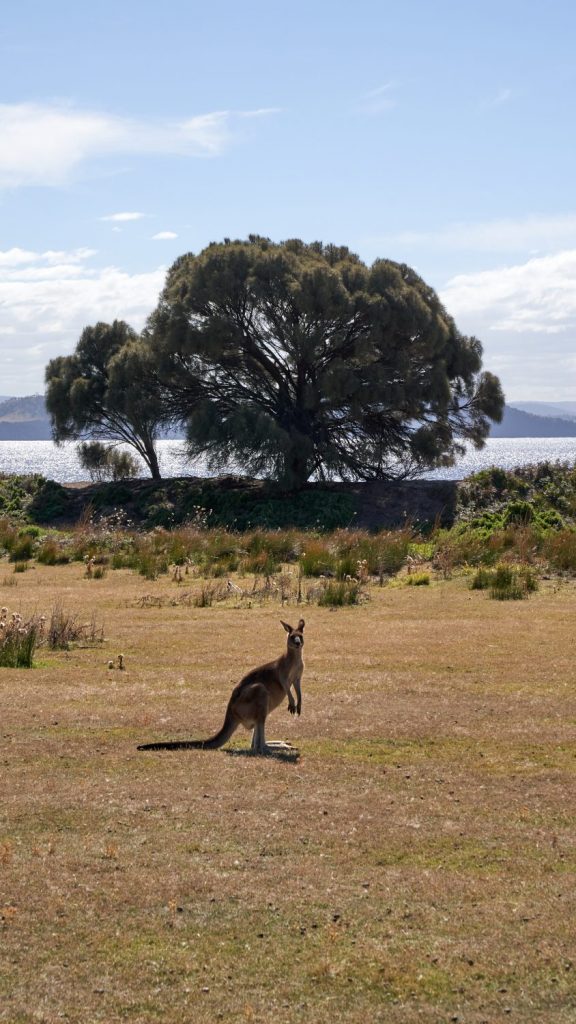 A kangaroo in a paddock