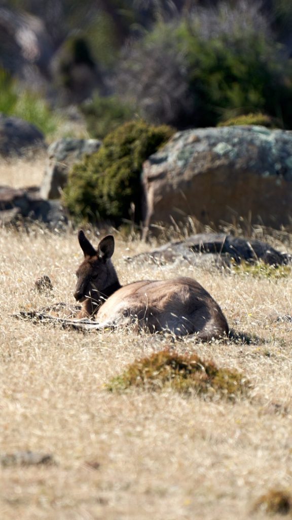 An eastern grey kangaroo in a paddock 