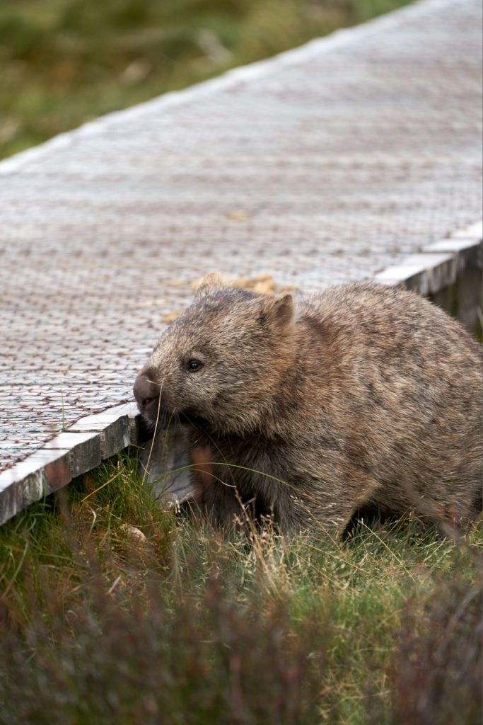 Close up of a wombat by a walking track
