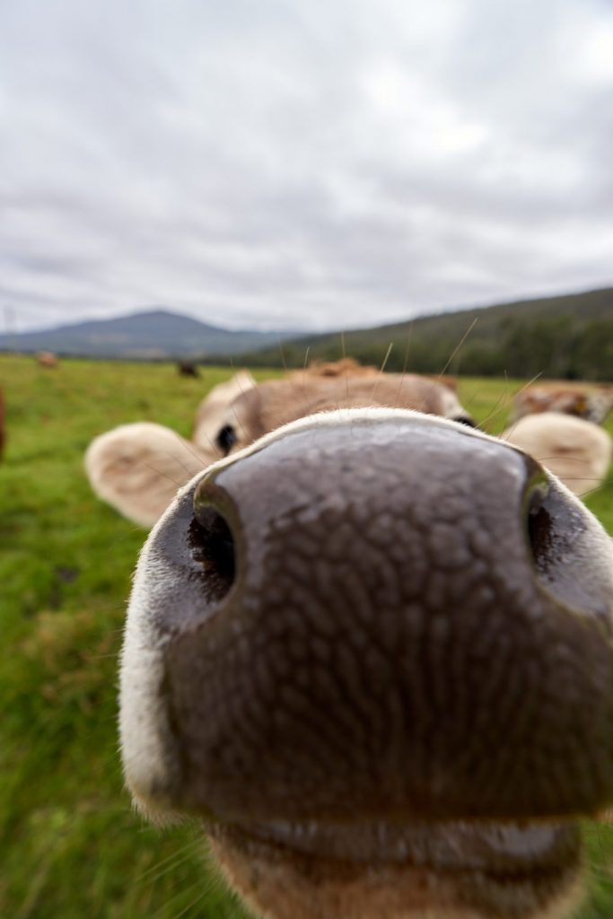 Close up of cows 