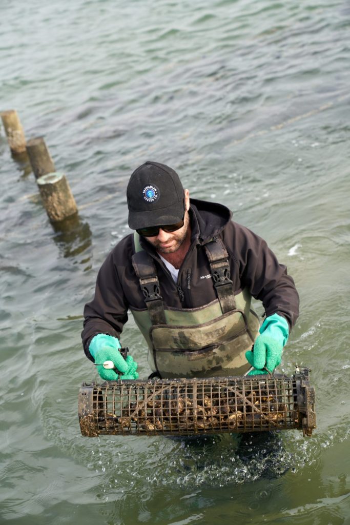 Man holding oyster trap in the water 