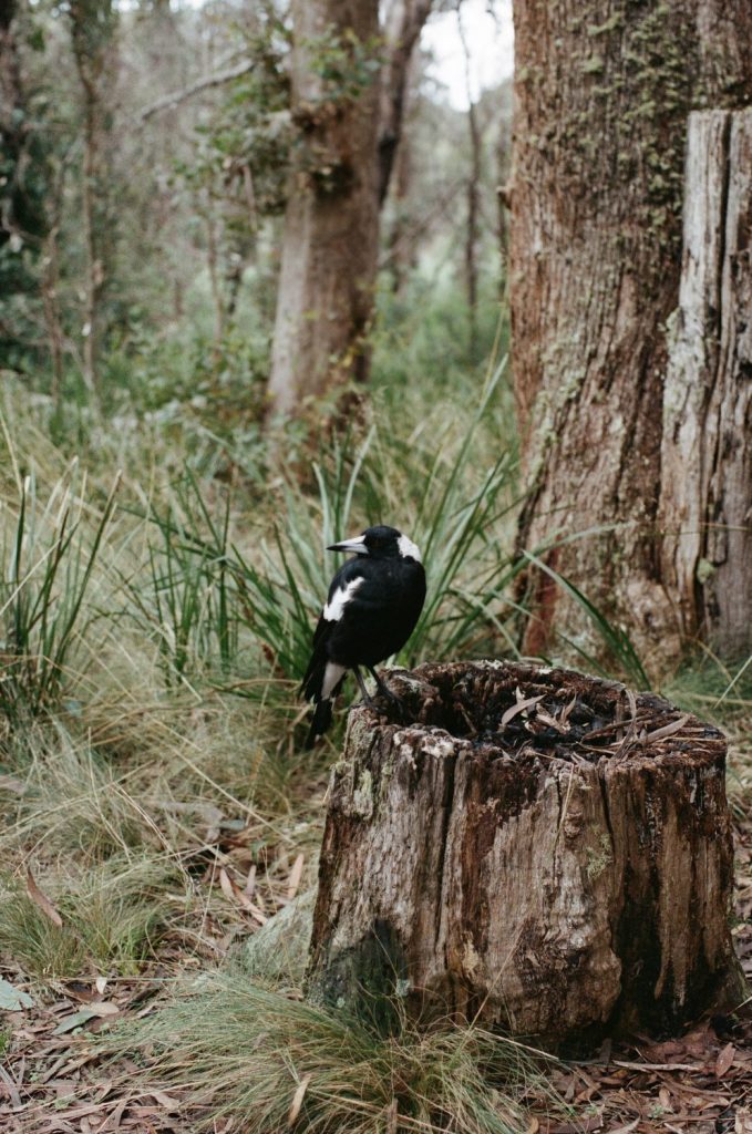 A magpie sitting on a tree stump