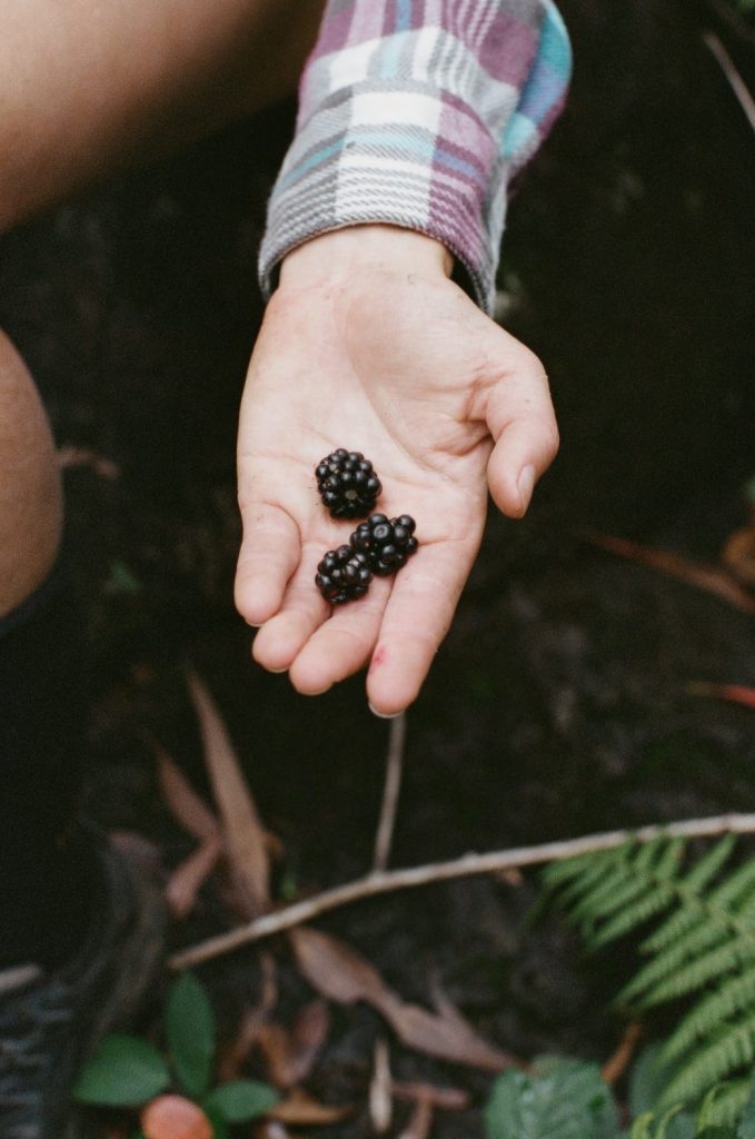 Close up of a hand holding wild blackberries