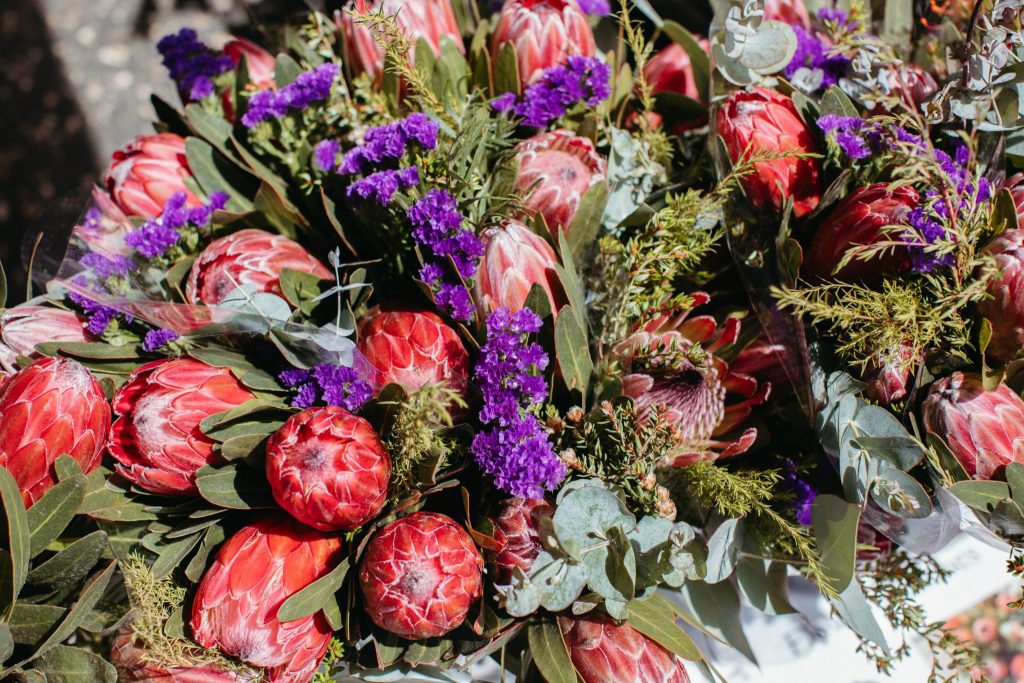 Close up of pink eye proteas