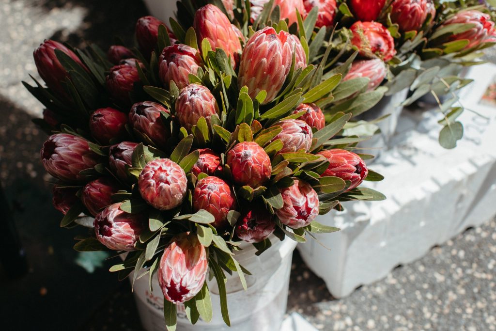 Close up of pink eye proteas