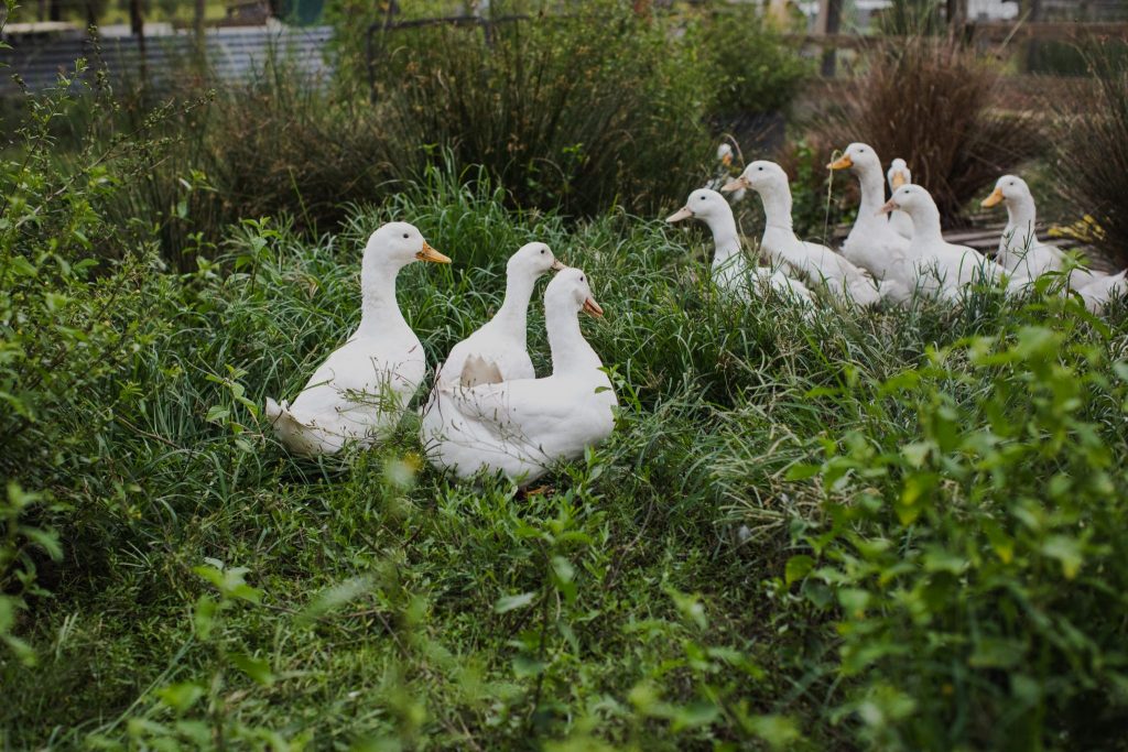 White ducks in green grass