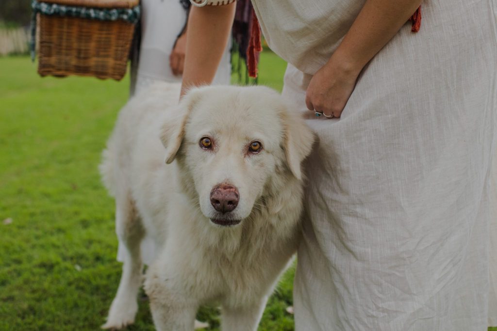 Close up of a Maremma Sheep dog