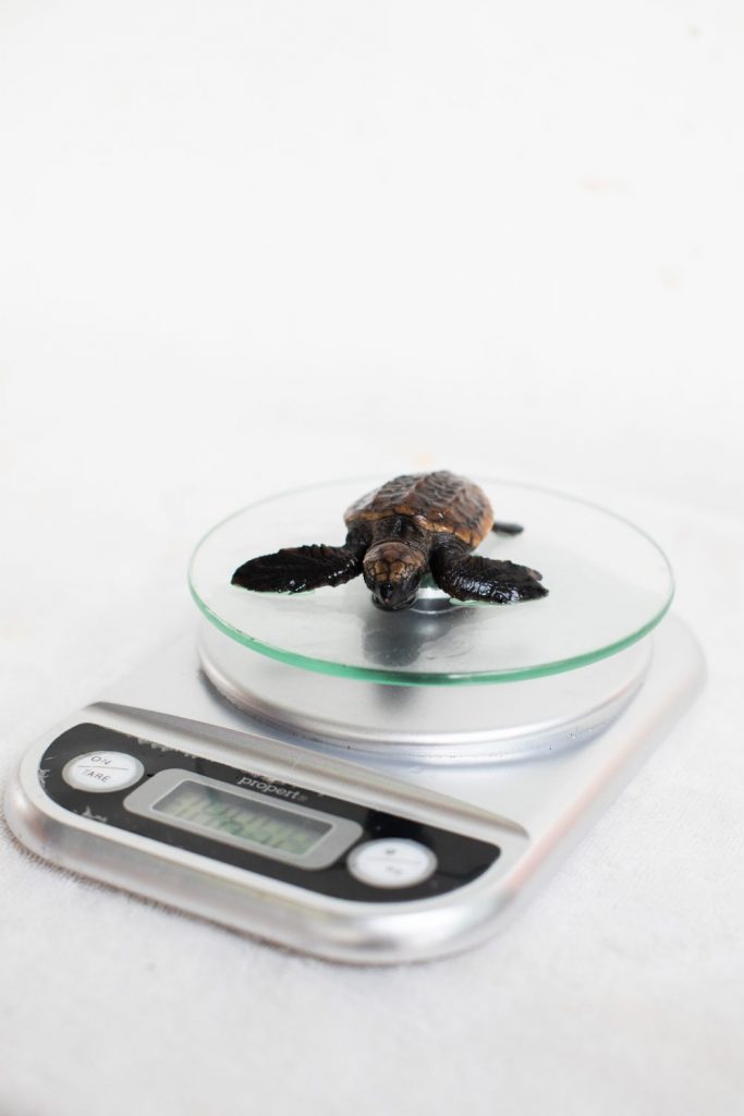 A loggerhead turtle hatchling sits on top of a kitchen scale