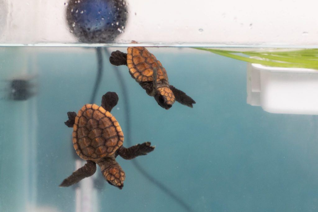 Two loggerhead turtle hatchlings swim in a tank 