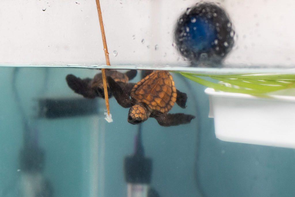 Two loggerhead turtle hatchlings swim in a tank