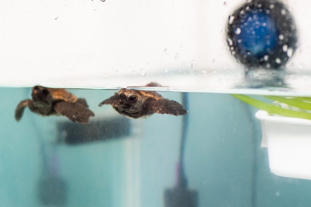 Two loggerhead turtle hatchlings swim in a tank