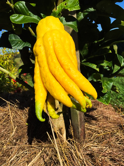 Oddly shaped yellow vegetable