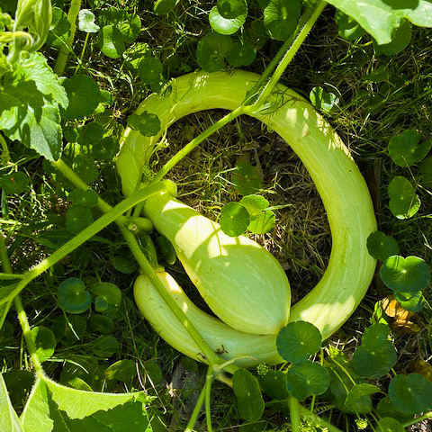 An oddly shaped bright green vegetable