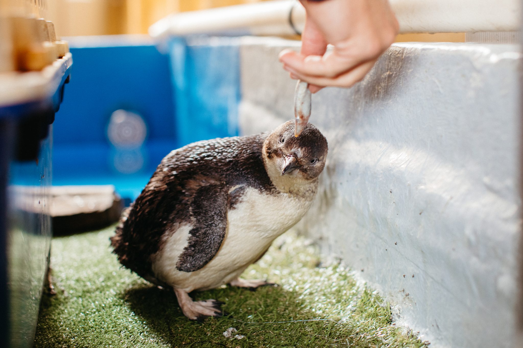 Behind the Scenes at Dolphin Marine Rescue –  Dimity the Penguin