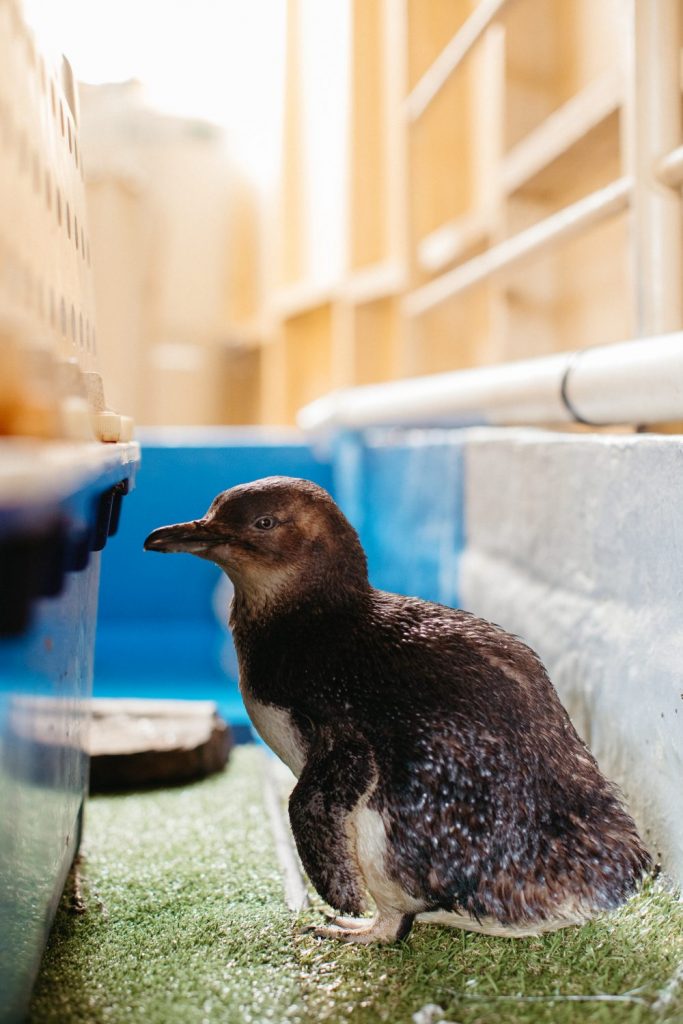 Close up of a young penguin