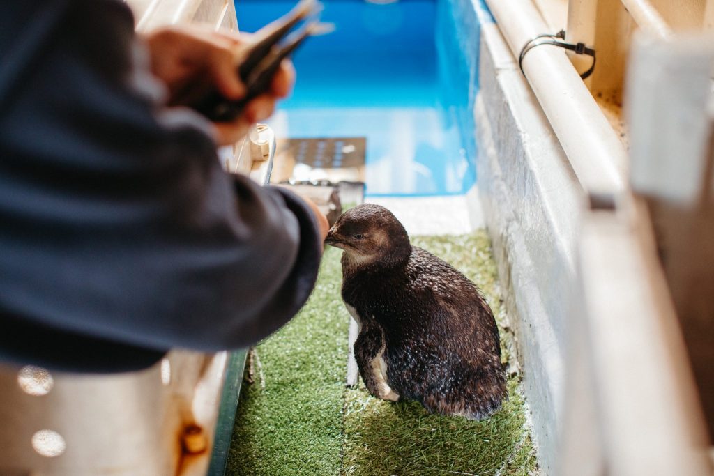 Close up of a young penguin and a hand offering it a small fish