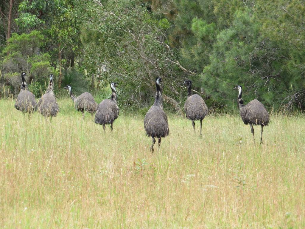 Trail of Coastal Emus Growing Faint