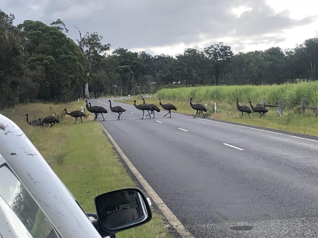 Trail of Coastal Emus Growing Faint