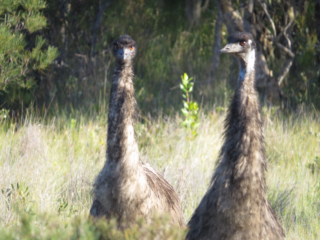 Trail of Coastal Emus Growing Faint