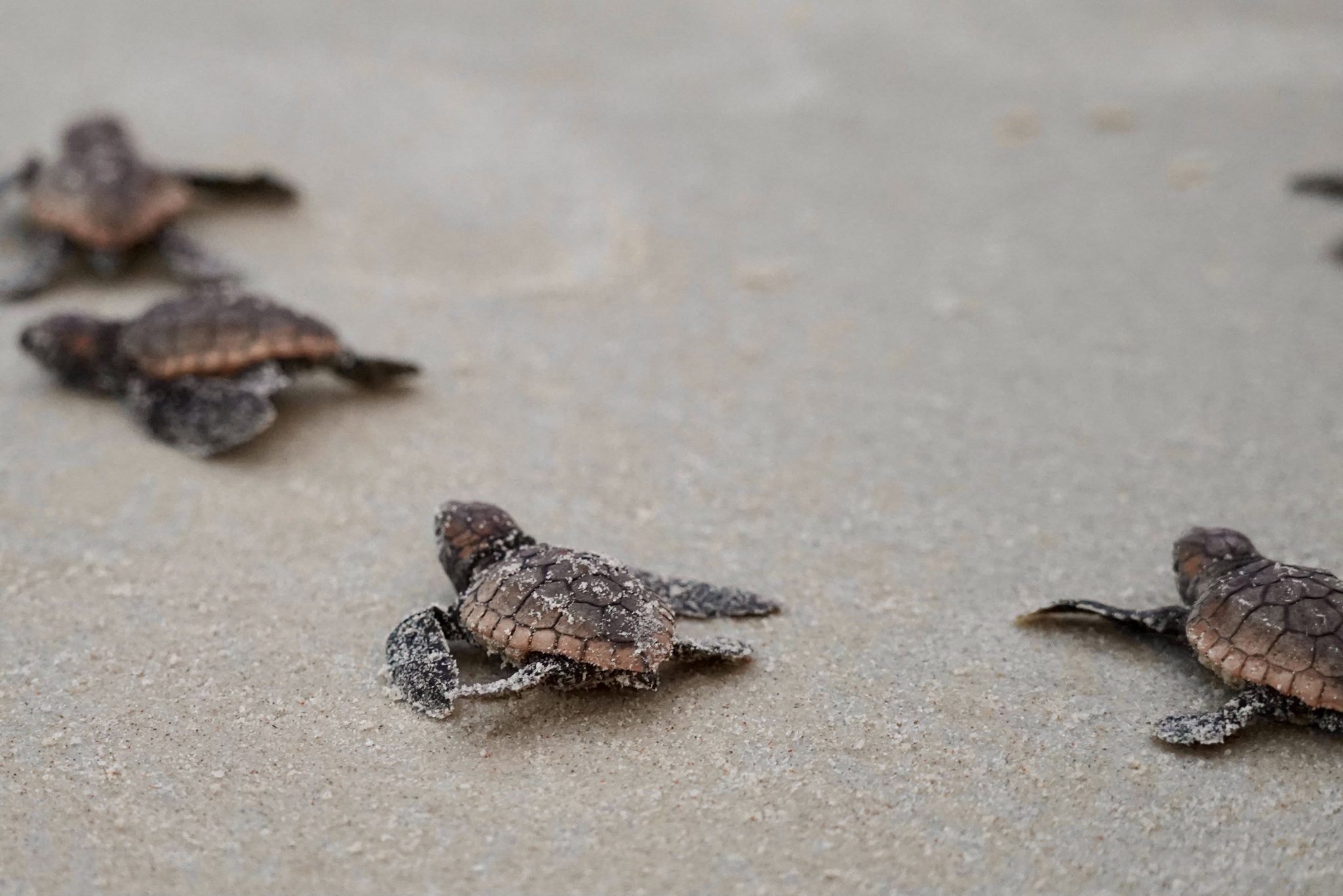 Record Season for Nesting Sea Turtles