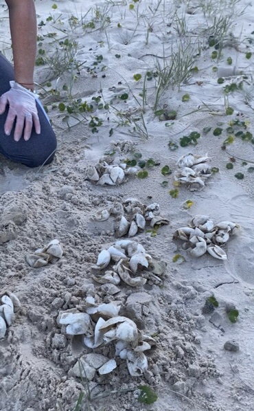 Record Season for Nesting Sea Turtles