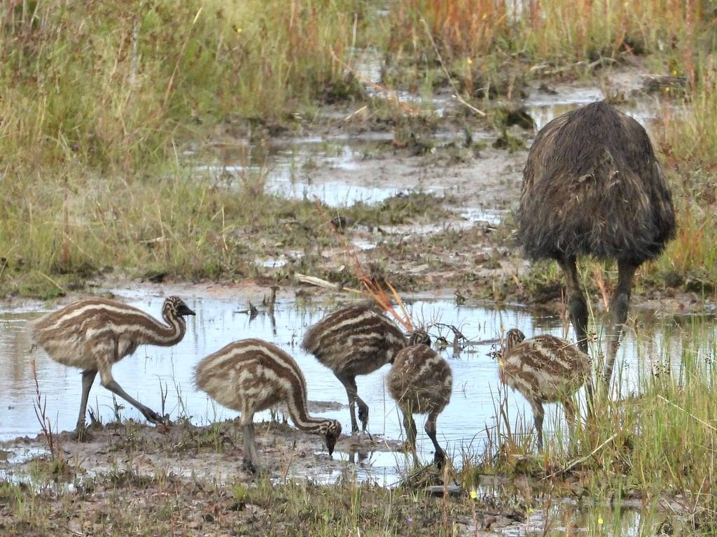 Trail of Coastal Emus Growing Faint