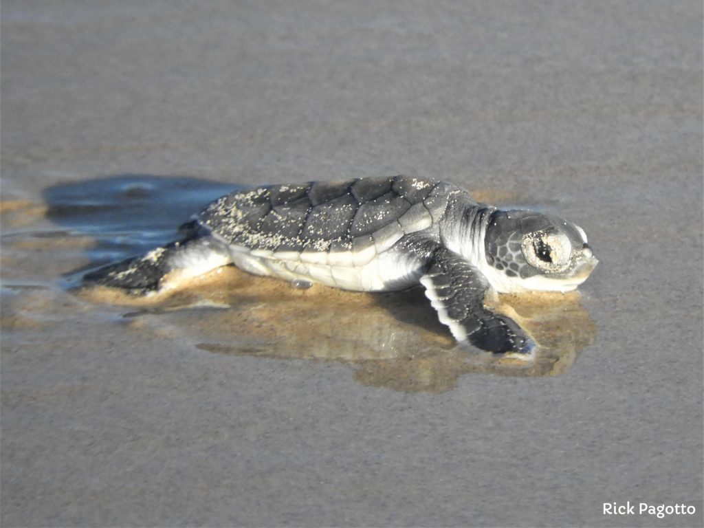 Green sea turtle hatchling